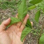 Aloysia virgata Kwiat