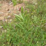 Bromus hordeaceus Çiçek