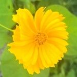 Coreopsis auriculata Flor