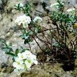 Hormathophylla macrocarpa Flor