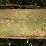 Chaetocarpus schomburgkianus Corteza
