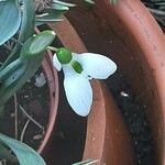 Galanthus elwesii Квітка