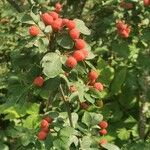 Cotoneaster multiflorus Gyümölcs