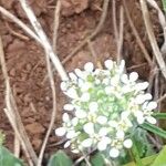 Lepidium hirtum Květ