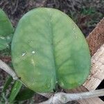 Hoya australis Fuelha