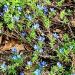 Glandora prostrata 形態
