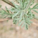 Lavandula coronopifolia Blad