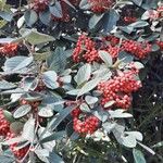 Cotoneaster coriaceus Frugt