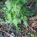 Collinsonia canadensis Hoja
