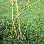 Salix viminalis Corteza