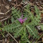 Cirsium acaulon आदत