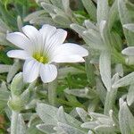 Cerastium candidissimum