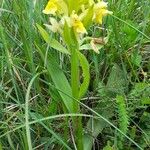 Dactylorhiza sambucina Habitat