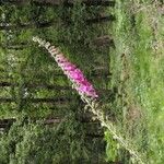 Digitalis purpureaЦвят