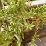 Juniperus deppeana Leaf