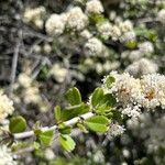 Ceanothus cuneatus Frunză