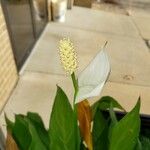 Spathiphyllum floribundum Kwiat