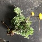 Cotula hispida Hoja