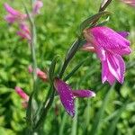 Gladiolus italicusFlor