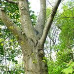 Quercus pubescens Plante entière