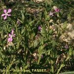 Silene conoidea অভ্যাস