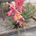 Hesperaloe parviflora Кветка