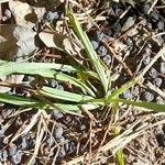 Herbertia lahue Habitatea