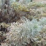 Artemisia arborescens 叶