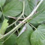 Rubus scaber Bark