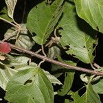 Banisteriopsis muricata Leaf