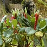 Rhododendron macabeanum Yeri