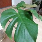 Monstera deliciosa Blad