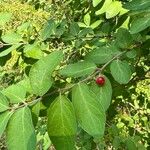 Lonicera morrowii Blad