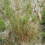 Festuca filiformis Foglia