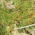 Cyperus papyrus Levél