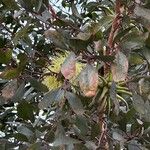 Eucalyptus lehmannii ফুল