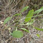 Bupleurum rigidum Leaf