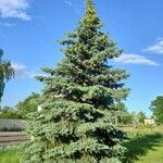 Picea pungens عادت داشتن