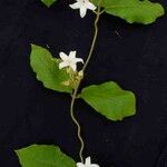 Macroscepis grandiflora Leaf
