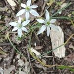 Ornithogalum divergensFlor