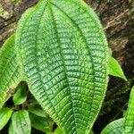 Miconia crenata Leaf