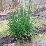 Allium suaveolens List