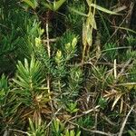 Podocarpus decumbens Συνήθη χαρακτηριστικά