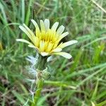 Scorzonera aristata 花