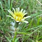 Scorzonera aristata Flower