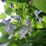 Catalpa speciosa Квітка