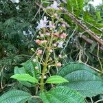 Miconia tococa Flower