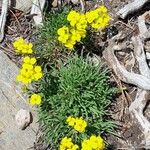 Erysimum jugicola Flower