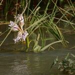 Crinum ornatum Hábito