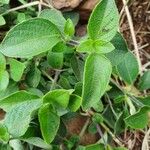 Ruellia prostrata Liść